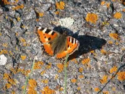 medplay-butterfly.jpg medplay-butterfly.jpg